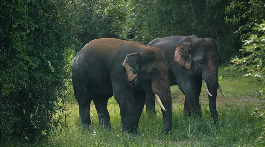 Ushakothi Wildlife Sanctuary